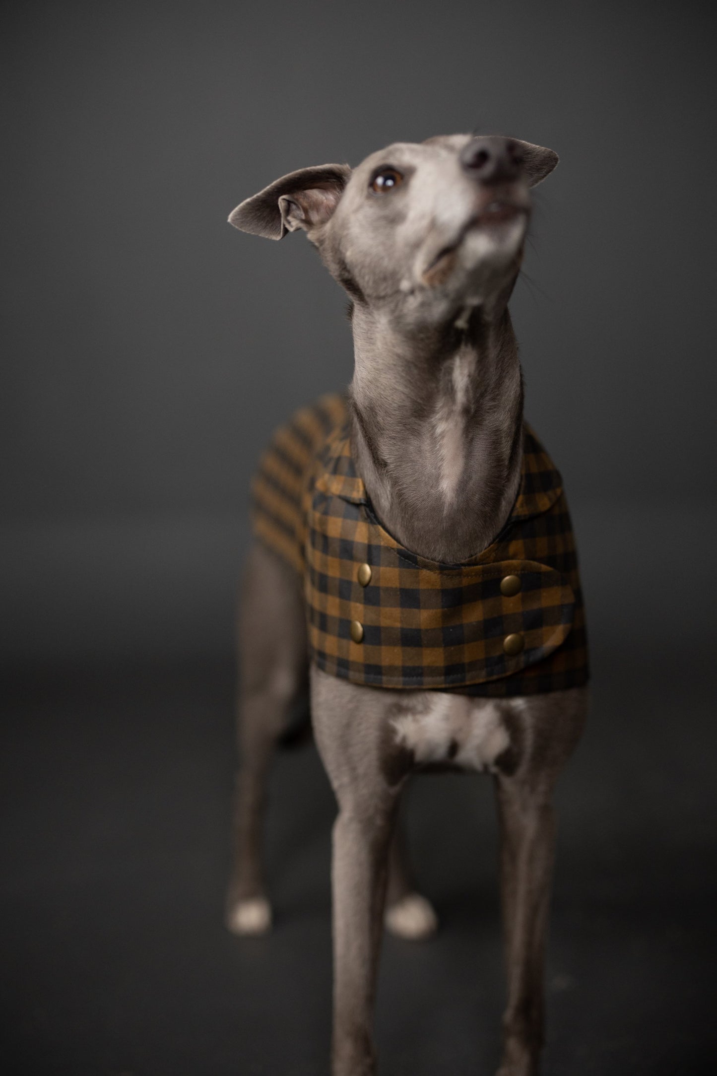 【PDF pattern】The Barka Dog Coat